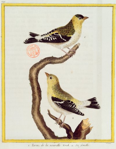 Pár sziszeg, Georges de Buffon (1707-88) „Histoire Naturelle des Oiseaux” című művéből, 1777-ben alkotó: Francois Nicolas Martinet