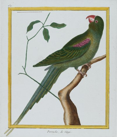 Perruche, de Gingi, 1770-86 körül (kézzel színezett metszet) alkotó: Francois Nicolas Martinet