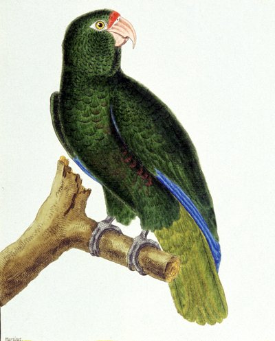 Santo Domingo papagáj alkotó: Francois Nicolas Martinet