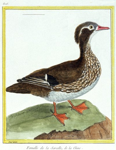 Tudomány. állattan. kínai kékeszöld. Metszet: Francois Nicolas Martinet in: Natural History of Birds, Georges Louis Leclerc de Buffon, Franciaország, 1777 körül (színes metszet) alkotó: Francois Nicolas Martinet