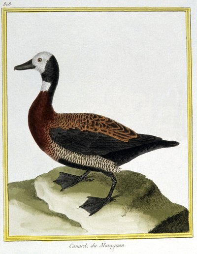 Tudomány. állattan. Eurázsiai Wigeon. Metszet: Francois Nicolas Martinet in: Natural History of Birds, Georges Louis Leclerc de Buffon, Franciaország, 1777 körül (színes metszet) alkotó: Francois Nicolas Martinet