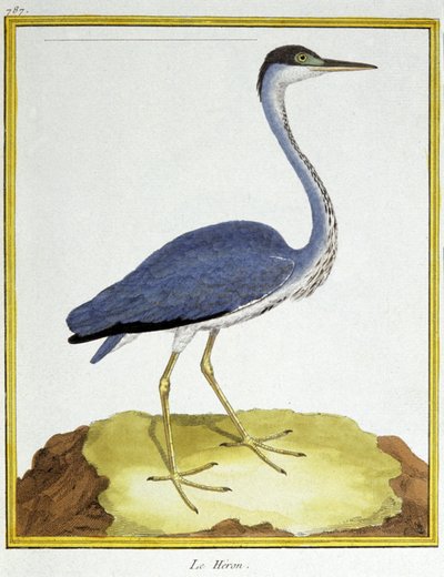 Tudomány. állattan. Gém. Metszet: Francois Nicolas Martinet in: Natural History of Birds, Georges Louis Leclerc de Buffon, Franciaország, 1777 körül (színes metszet) alkotó: Francois Nicolas Martinet