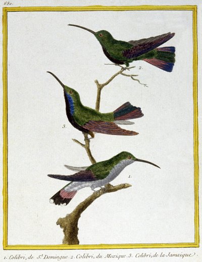 Tudomány. állattan. Santo Domingo, Mexikó és Jamaica kolibri. Metszet: Francois Nicolas Martinet in: Natural History of Birds, Georges Louis Leclerc de Buffon, Franciaország, 1777 körül (színes metszet) alkotó: Francois Nicolas Martinet