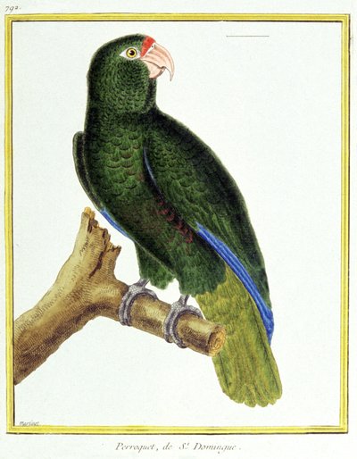 Tudomány. állattan. Santo Domingo papagája. Metszet: Francois Nicolas Martinet in: Natural History of Birds, Georges Louis Leclerc de Buffon, Franciaország, 1777 körül (színes metszet) alkotó: Francois Nicolas Martinet