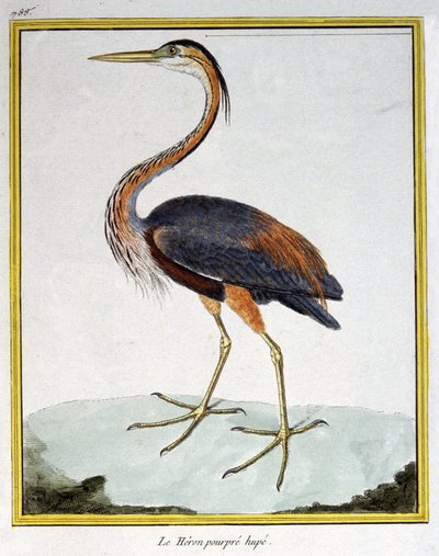 Tudomány. állattan. Lila gém. Metszet: Francois Nicolas Martinet in: Natural History of Birds, Georges Louis Leclerc de Buffon, Franciaország, 1777 körül (színes metszet) alkotó: Francois Nicolas Martinet