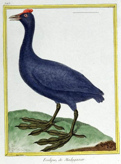 Tudomány. állattan. Piros gombócú duma (madagaszkári). Metszet: Francois Nicolas Martinet in: Natural History of Birds, Georges Louis Leclerc de Buffon, Franciaország, 1777 körül (színes metszet) alkotó: Francois Nicolas Martinet