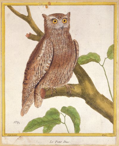 Scops Owl, Georges de Buffon (1707-88) „Histoire Naturelle des Oiseaux” című művéből, 1777-ben megjelent alkotó: Francois Nicolas Martinet