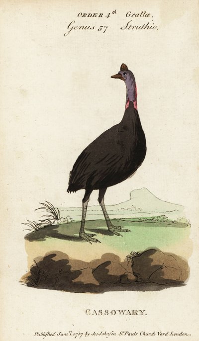 Déli kazuár, Casuarius casuarius alkotó: Francois Nicolas Martinet