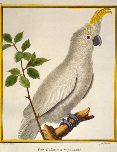 Sárga tarajos kakadu (Cacatua sulphurea), a madarak természetrajzából alkotó: Francois Nicolas Martinet