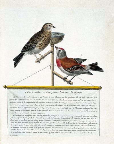 Állattani tábla (ornitológia): felülről lefelé: A linotte (dallamos linotte) és a szőlőtőkék kis linottája (carduelis cannabina) sügéren. Illusztráció: Francoi „A madarak története, megjelenésük és érzékeny aspektusuk szerint” alkotó: Francois Nicolas Martinet