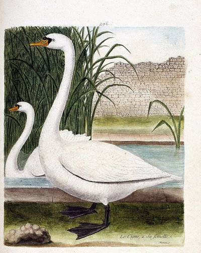 Állattani tábla (ornitológia): elöl a hattyú, mögötte a nőstény (gumós hattyú vagy cygnus olor). Illusztráció: Francois Nicolas Martinet (1731-1800) „A madarak története, megjelenésük és érzékeny aspektusuk szerint”. Magángyűjtemény. alkotó: Francois Nicolas Martinet
