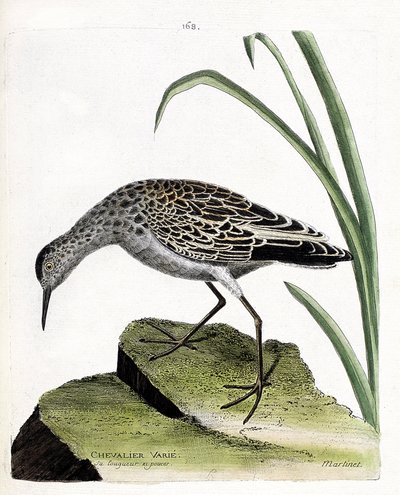 Állattani tábla (ornitológia): lovag változó (harcos változó vagy philomachus pugnax). Illusztráció: Francois Nicolas Martinet (1731-1800) „A madarak története, megjelenésük és érzékeny aspektusuk szerint”. Magángyűjtemény. alkotó: Francois Nicolas Martinet