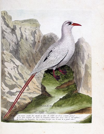 Állattani tábla (ornitológia): farkszalma (szalmafarkú vagy vörös szálú phaeton vagy rubricauda). Illusztráció: Francois Nicolas Martinet (1731-1800) „A madarak története, megjelenésük és érzékeny aspektusuk szerint”. Magángyűjtemény. alkotó: Francois Nicolas Martinet