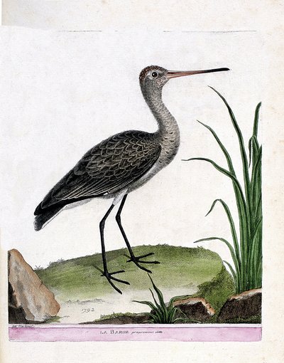 Állattani tábla (ornitológia): maga az uszály (feketefarkú uszály vagy limosa limosa). Illusztráció: Francois Nicolas Martinet (1731-1800) „A madarak története, megjelenésük és érzékeny aspektusuk szerint”. Magángyűjtemény. alkotó: Francois Nicolas Martinet