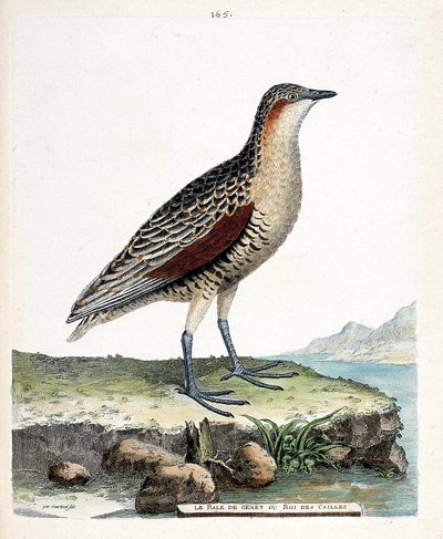 Állattani tábla (ornitológia): a térd rale vagy fürjkirály (crex crex). Illusztráció: Francois Nicolas Martinet (1731-1800) „A madarak története, megjelenésük és érzékeny aspektusuk szerint”. Magángyűjtemény. alkotó: Francois Nicolas Martinet