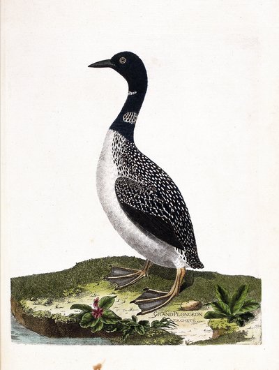 Állattani tábla (ornitológia): a nagypontos merülés (imstrand diving vagy gavia immer). Illusztráció: Francois Nicolas Martinet (1731-1800) „A madarak története, megjelenésük és érzékeny aspektusuk szerint”. Magángyűjtemény. alkotó: Francois Nicolas Martinet