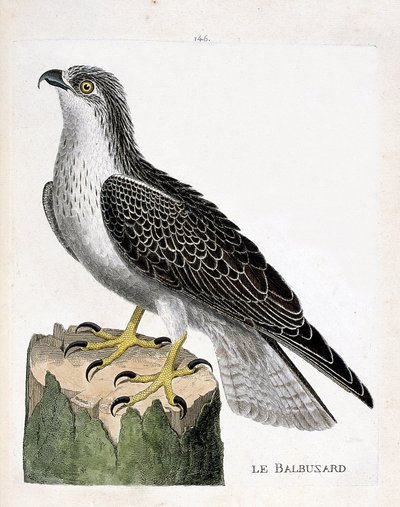 Állattani tábla (ornitológia): a halászsas (osprey vagy pandion haliaetus). Illusztráció: Francois Nicolas Martinet (1731-1800) „A madarak története, megjelenésük és érzékeny aspektusuk szerint”. Magángyűjtemény. alkotó: Francois Nicolas Martinet