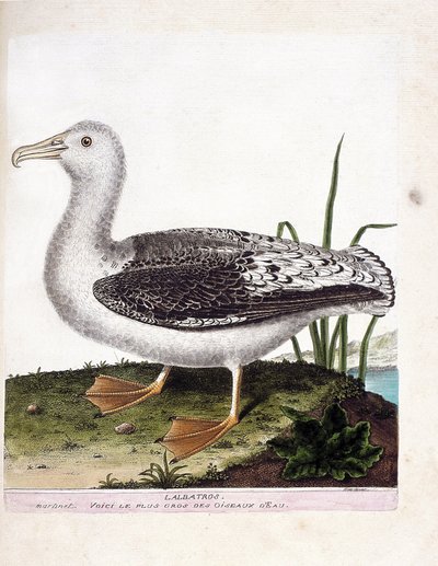 Állattani térkép (ornitológia): Albatros (ordító albatros vagy diomedea exulans). Illusztráció: Francois Nicolas Martinet (1731-1800) „A madarak története, megjelenésük és érzékeny aspektusuk szerint”. Magángyűjtemény. alkotó: Francois Nicolas Martinet