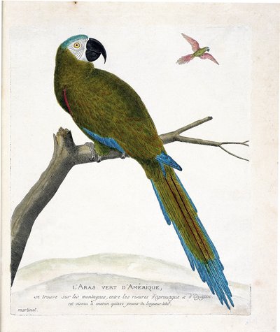 Állattani térkép (ornitológia): Amerikai zöld arák (Ara vert vagy ara severa) egy ágon. Illusztráció: Francois Nicolas Martinet (1731-1800) „A madarak története, megjelenésük és érzékeny aspektusuk szerint”. Magángyűjtemény. alkotó: Francois Nicolas Martinet