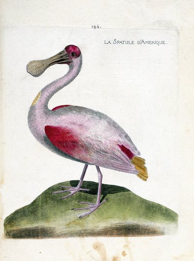 Állattani térkép (ornitológia): Amerikai spatula (rózsaszín spatula vagy platalea ajaja). Illusztráció: Francois Nicolas Martinet (1731-1800) „A madarak története, megjelenésük és érzékeny aspektusuk szerint”. Magángyűjtemény. alkotó: Francois Nicolas Martinet