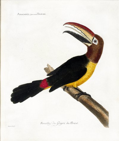 Állattani térkép (ornitológia): Aracaris, vulgly tukán (zöld aracari vagy pteroglossus viridis) alkotó: Francois Nicolas Martinet