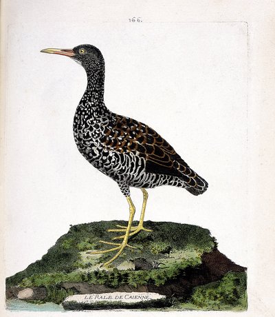 Állattani térkép (ornitológia): Caienne rale (foltrale vagy pardirallus maculatus). Illusztráció: Francois Nicolas Martinet (1731-1800) „A madarak története, megjelenésük és érzékeny aspektusuk szerint”. Magángyűjtemény. alkotó: Francois Nicolas Martinet