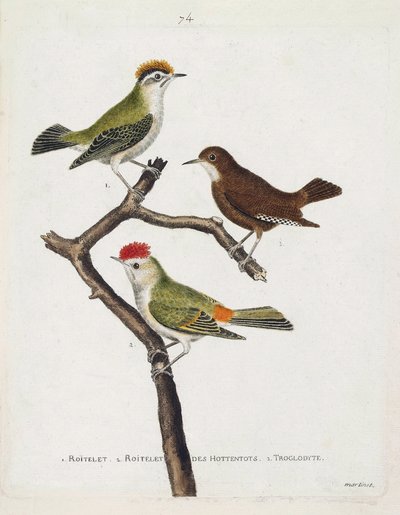 Állattani térkép (ornitológia). Felülről lefelé: roitelet (hármas kötszer vagy regulus ignicapilla), troglodyte (aranyos troglodyte vagy troglodyte) és hottentották roiteletje (rubin korona) egy ágon. Illusztráció a „The History of the Birds, Painted in Th alkotó: Francois Nicolas Martinet