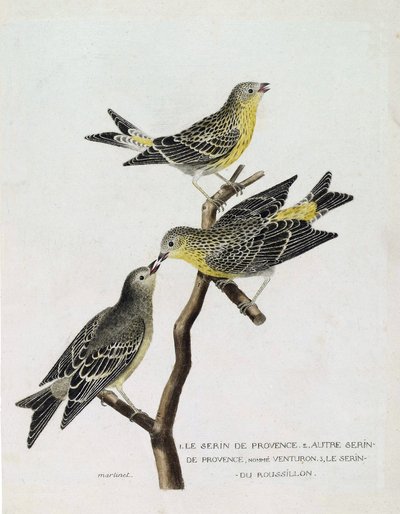 Állattani térkép (ornitológia): Felülről lefelé: serin du Roussillon (serin Cini vagy serinus serinus) egy ágon, serin de provence (venturon montagnard vagy serinus citrinella) és egyéb serin de provence. Illusztráció: „A madarak története, P alkotó: Francois Nicolas Martinet