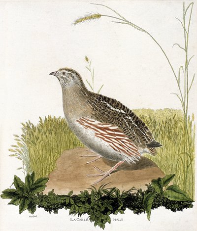 Állattani térkép (ornitológia): Hím fürj (blequail vagy coturnix coturnix). Illusztráció: Francois Nicolas Martinet (1731-1800) „A madarak története, megjelenésük és érzékeny aspektusuk szerint”. Magángyűjtemény. alkotó: Francois Nicolas Martinet