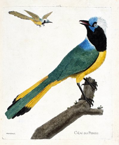 Állattani térkép (ornitológia): Perou szajkó (zöld szajkó vagy cyanocorax yncas) egy ágon. Illusztráció: Francois Nicolas Martinet (1731-1800) „A madarak története, megjelenésük és érzékeny aspektusuk szerint”. Magángyűjtemény. alkotó: Francois Nicolas Martinet