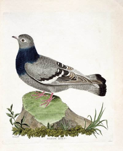 Állattani térkép (ornitológia): Pigeon biset (Columbia livia). Illusztráció: Francois Nicolas Martinet (1731-1800) „A madarak története, megjelenésük és érzékeny aspektusuk szerint”. Magángyűjtemény. alkotó: Francois Nicolas Martinet