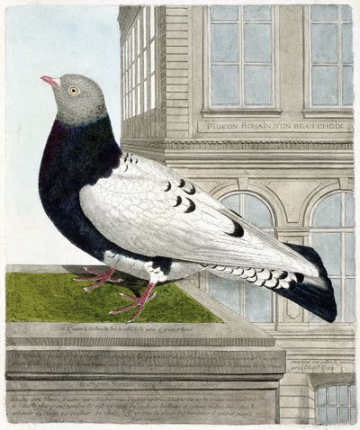 Állattani térkép (ornitológia): Római galamb (columba livia). Illusztráció: Francois Nicolas Martinet (1731-1800) „A madarak története, megjelenésük és érzékeny aspektusuk szerint”. Magángyűjtemény. alkotó: Francois Nicolas Martinet
