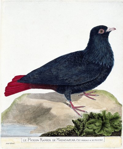 Állattani térkép (ornitológia): Madagaszkár elágazó galambja (Blue Founingo vagy alectroenas madagascariensis). Illusztráció: Francois Nicolas Martinet (1731-1800) „A madarak története, megjelenésük és érzékeny aspektusuk szerint”. Privat alkotó: Francois Nicolas Martinet