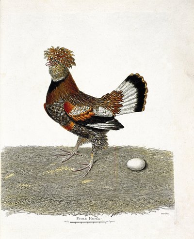 Állattani térkép (ornitológia): A csirke (házi tyúk vagy gallus gallus) és tojása. Illusztráció: Francois Nicolas Martinet (1731-1800) „A madarak története, megjelenésük és érzékeny aspektusuk szerint”. Magángyűjtemény. alkotó: Francois Nicolas Martinet
