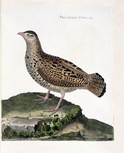 Állattani térkép (ornitológia): A nőstény francolin (francolin noir vagy francolinus francolinus). Illusztráció: Francois Nicolas Martinet (1731-1800) „A madarak története, megjelenésük és érzékeny aspektusuk szerint”. Magángyűjtemény. alkotó: Francois Nicolas Martinet