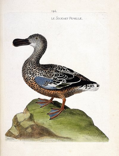 Állattani térkép (ornitológia): A nőstény törzs (kacsa vagy anas clypeata). Illusztráció: Francois Nicolas Martinet (1731-1800) „A madarak története, megjelenésük és érzékeny aspektusuk szerint”. Magángyűjtemény. alkotó: Francois Nicolas Martinet