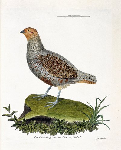 Állattani térkép (ornitológia): Franciaország szürke fogolya, hím (szürke fogoly vagy fogoly). Illusztráció: Francois Nicolas Martinet (1731-1800) „A madarak története, megjelenésük és érzékeny aspektusuk szerint”. Magángyűjtemény. alkotó: Francois Nicolas Martinet