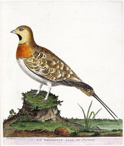 Állattani térkép (ornitológia): Pireneusok hím zselínóta (Ganga cata vagy pterocles alchata). Illusztráció: Francois Nicolas Martinet (1731-1800) „A madarak története, megjelenésük és érzékeny aspektusuk szerint”. Magángyűjtemény. alkotó: Francois Nicolas Martinet