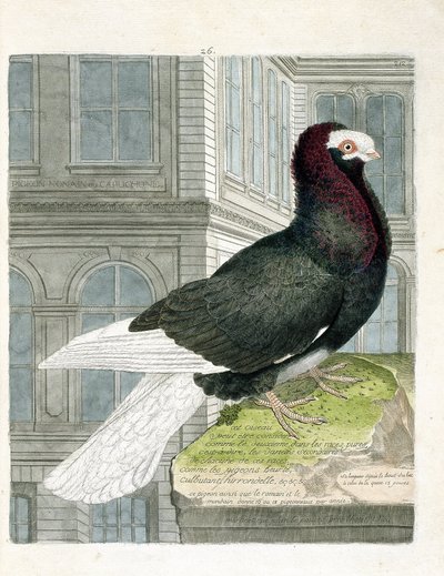 Állattani térkép (ornitológia): A nonan vagy capuchone galamb (törpe galamb vagy columba livia). Illusztráció: Francois Nicolas Martinet (1731-1800) „A madarak története, megjelenésük és érzékeny aspektusuk szerint”. Magángyűjtemény. alkotó: Francois Nicolas Martinet