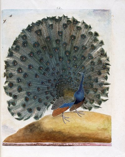 Állattani térkép (ornitológia): A kereket készítő páva (kék páva vagy Pavo cristatus). Illusztráció: Francois Nicolas Martinet (1731-1800) „A madarak története, megjelenésük és érzékeny aspektusuk szerint”. Magángyűjtemény. alkotó: Francois Nicolas Martinet