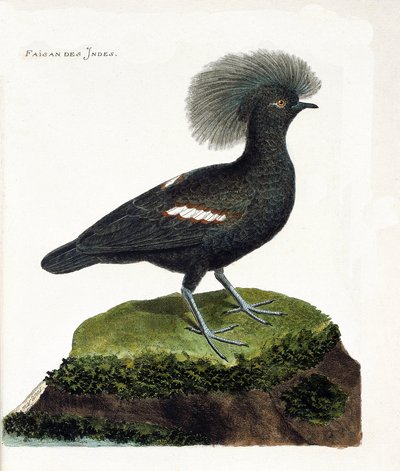 Állattani térkép (ornitológia): India fácánja (goura korona vagy goura cristata). Illusztráció: Francois Nicolas Martinet (1731-1800) „A madarak története, megjelenésük és érzékeny aspektusuk szerint”. Magángyűjtemény. alkotó: Francois Nicolas Martinet