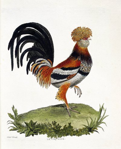 Állattani térkép (ornitológia): A kakas (házi kakas vagy gallus gallus). Illusztráció: Francois Nicolas Martinet (1731-1800) „A madarak története, megjelenésük és érzékeny aspektusuk szerint”. Magángyűjtemény. alkotó: Francois Nicolas Martinet