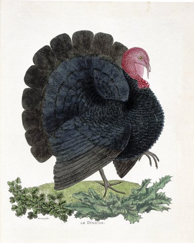 Állattani térkép (ornitológia): Pulyka (házi pulyka vagy Melaeagris gallopavo). Illusztráció: Francois Nicolas Martinet (1731-1800) „A madarak története, megjelenésük és érzékeny aspektusuk szerint” (metszet) alkotó: Francois Nicolas Martinet