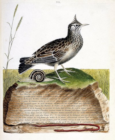 Állattani térkép (ornitológia): cochevis (cochevis huppe vagy Galerida cristata). Illusztráció: Francois Nicolas Martinet (1731-1800) „A madarak története, megjelenésük és érzékeny aspektusuk szerint”. Magángyűjtemény. alkotó: Francois Nicolas Martinet