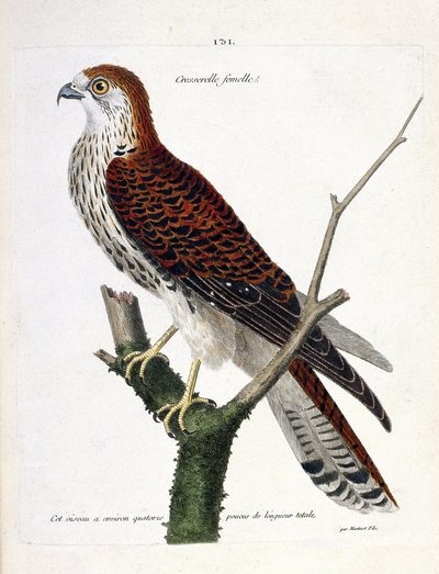 Állattani térkép (ornitológia): nőstény zsázsa (sólyom vagy falco tinnunculus) egy ágon. Illusztráció: Francois Nicolas Martinet (1731-1800) „A madarak története, megjelenésük és érzékeny aspektusuk szerint”. Magángyűjtemény. alkotó: Francois Nicolas Martinet