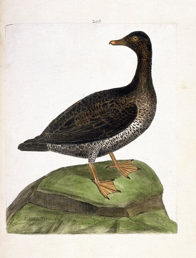 Állattani térkép (ornitológia): nőstény pehely (eider a down vagy somateria mollissima). Illusztráció: Francois Nicolas Martinet (1731-1800) „A madarak története, megjelenésük és érzékeny aspektusuk szerint”. Magángyűjtemény. alkotó: Francois Nicolas Martinet