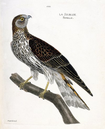 Állattani térkép (ornitológia): nőstény soubuse (busard saint martin vagy circus cyaneus) egy ágon. Illusztráció: Francois Nicolas Martinet (1731-1800) „A madarak története, megjelenésük és érzékeny aspektusuk szerint”. Magángyűjtemény. alkotó: Francois Nicolas Martinet