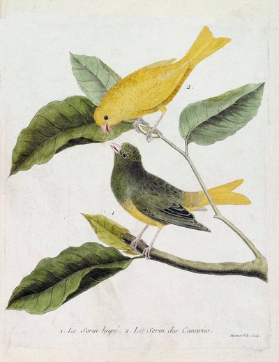 Állattani térkép (ornitológia): alulról felfelé: A serin hupe (serin des canaries vagy serinus canaria) és a serin des canaries egy ágon. Illusztráció: „A madarak története, megjelenésük és érzékeny aspektusuk szerint” (Francois Nico) alkotó: Francois Nicolas Martinet