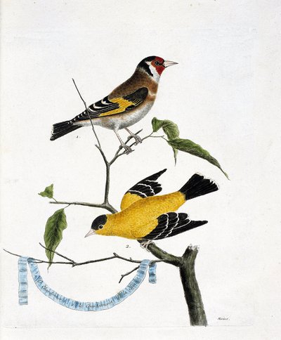 Állattani térkép (ornitológia): felülről lefelé: A chardonneret (chardonneret elegáns vagy carduelis carduelis) és a kínai chardonneret (Tarin sad vagy carduelis tristis) egy ágon. Illusztráció a „The History of the Birds, Painted in Their Peae alkotó: Francois Nicolas Martinet