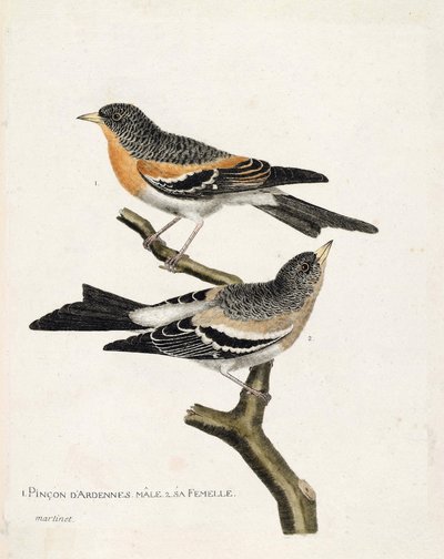 Állattani térkép (ornitológia): felülről lefelé: A hím és nőstény Ardennes-pinson (northern pinson vagy fringilla montifringilla) egy ágon. Illusztráció: „A madarak története, megjelenésük és érzékeny aspektusuk szerint” (Francois Nico) alkotó: Francois Nicolas Martinet